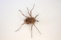 Odiellus spinosus
