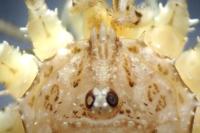 Odiellus spinosus