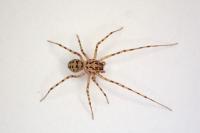 Scytodes thoracica