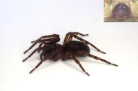 Amaurobius ferox