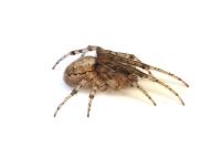 Zygiella x-notata