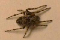 Larinioides sclopetarius