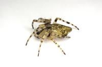Cyclosa conica