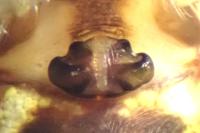 Cyclosa conica