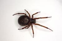 Steatoda nobilis