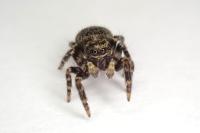 Pseudeuophrys erratica