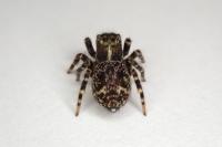 Pseudeuophrys erratica