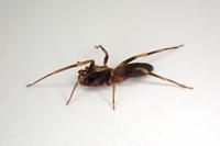 Harpactea hombergi