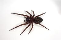 Amaurobius ferox