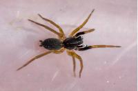Aulonia albimana
