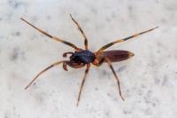 Harpactea hombergi