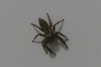 Marpissa muscosa