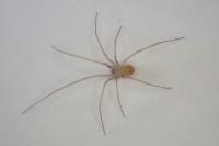 Spermophora senoculata