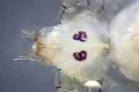 Spermophora senoculata