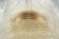 Spermophora senoculata