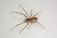 Neriene radiata