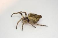 Cyclosa conica