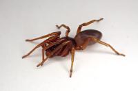 Dysdera erythrina