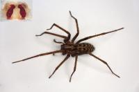 Eratigena saeva