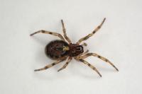 Enoplognatha mandibularis