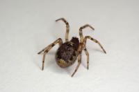 Enoplognatha mandibularis