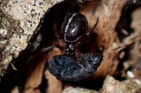 Steatoda bipunctata