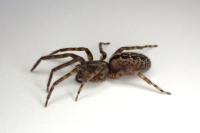 Segestria bavarica