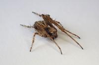 Agalenatea redii