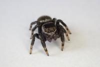 Evarcha arcuata