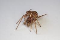Gibbaranea bituberculata