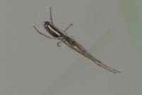Tetragnatha