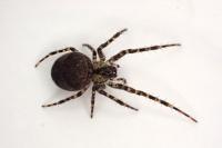 Metellina merianae