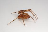 Metellina mengei
