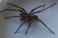 Zoropsis spinimana