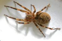 Zoropsis spinimana