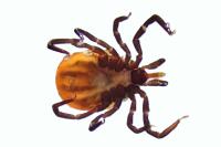 Ixodes ricinus