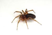Oedothorax fuscus