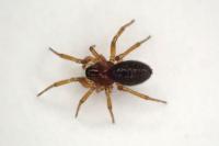 Oedothorax fuscus