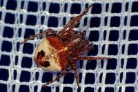 Gibbaranea bituberculata