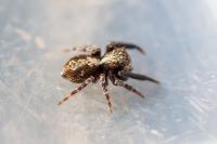 Pseudeuophrys lanigera