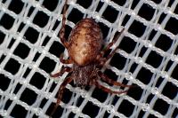 Cercidia prominens