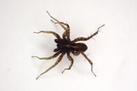 Pardosa hortensis