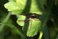 Pisaura mirabilis