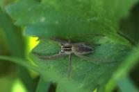 Pisaura mirabilis
