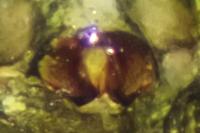 Mermessus trilobatus