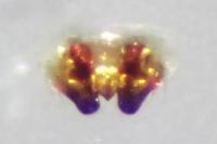 Mermessus trilobatus