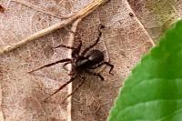 Pardosa