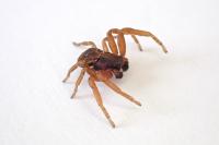 Ozyptila atomaria