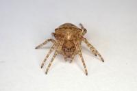 Gibbaranea bituberculata