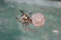 Parasteatoda tepidariorum